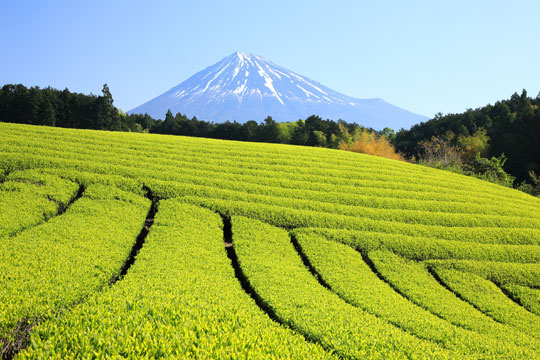 静岡県静岡市富士山と新緑の茶畑の写真